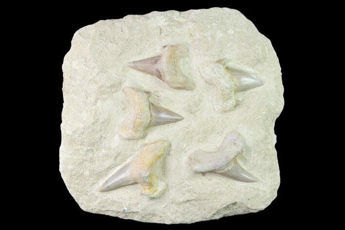Fossil Mackeral Shark (Otodus) Teeth - Composite Plate #138511